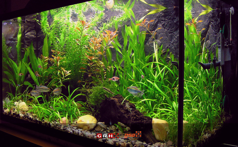 cara melepas lem kaca pada aquarium