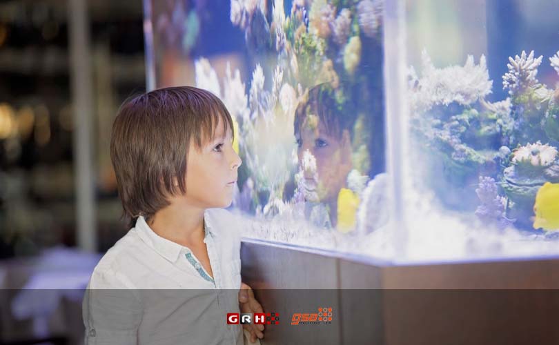 lem silikon aquarium