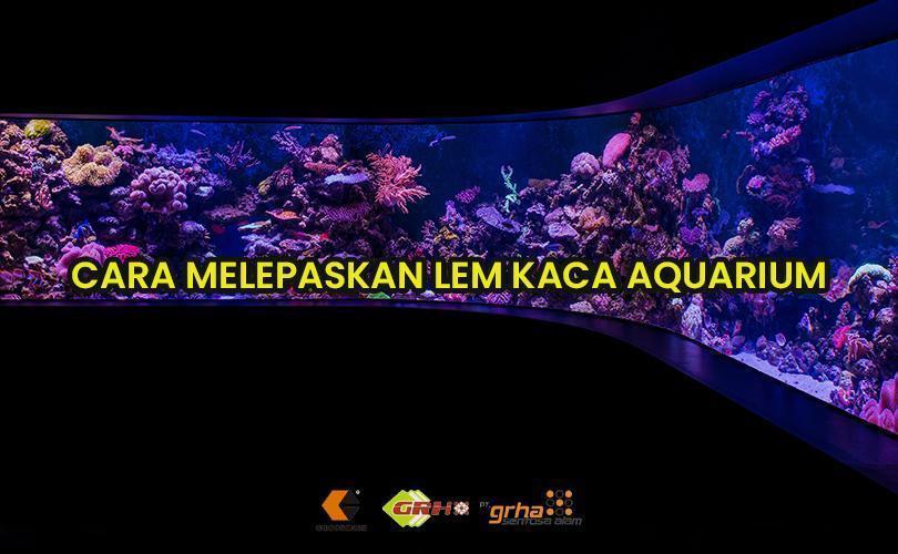 cara melepaskan lem kaca aquarium