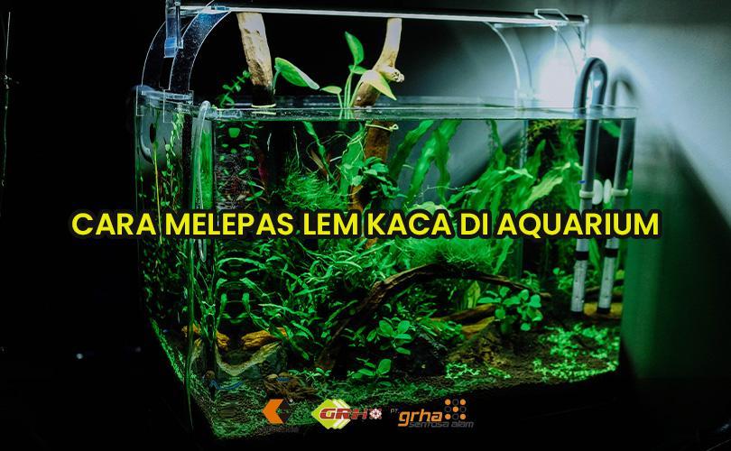 cara melepas lem kaca aquarium